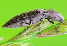 Attēlu rezultāti vaicājumam “Actenicerus sjaelandicus”