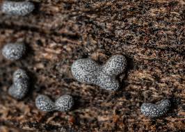 Attēlu rezultāti vaicājumam “Physarum bitectum”