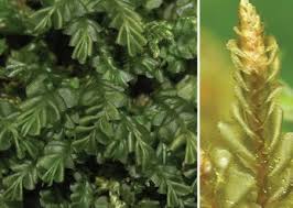 Attēlu rezultāti vaicājumam “Plagiochila porelloides sporophyte”