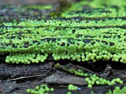 Attēlu rezultāti vaicājumam “Lamproderma arcyrioides stalked”