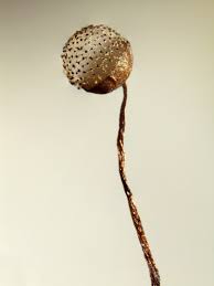 Attēlu rezultāti vaicājumam “Cribraria tenella macro”