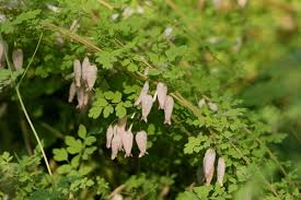 Image result for Adlumia fungosa