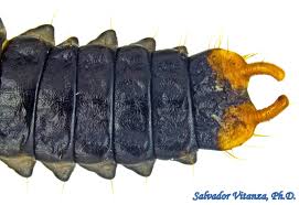 Attēlu rezultāti vaicājumam “Lygistopterus sanguineus larva”