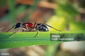 Attēlu rezultāti vaicājumam “Formicidae”