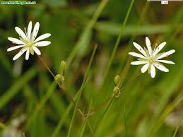 Attēlu rezultāti vaicājumam “Stellaria palustris”