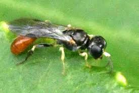 Attēlu rezultāti vaicājumam “Metylophorus nebulosus”