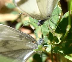 Attēlu rezultāti vaicājumam “Leptidea sinapis underside”