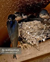 Attēlu rezultāti vaicājumam “Hirundo rustica nest”