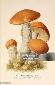 Attēlu rezultāti vaicājumam “Leccinum versipelle”