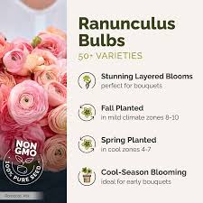 Attēlu rezultāti vaicājumam “Ranunculus elatior”