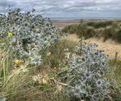 Attēlu rezultāti vaicājumam “Eryngium maritimum bud”