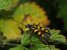 Attēlu rezultāti vaicājumam “Leptura annularis”