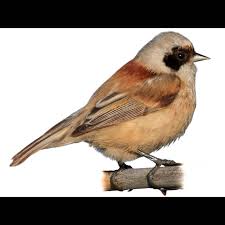 Image result for Remiz pendulinus