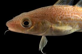 Image result for Gadus morhua