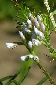 Attēlu rezultāti vaicājumam “Vicia hirsuta flower”