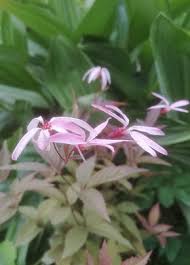 Attēlu rezultāti vaicājumam “Gillenia trifoliata”