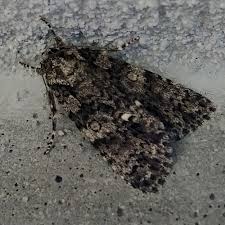 Attēlu rezultāti vaicājumam “Acronicta rumicis imago”