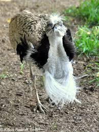 Image result for Chlamydotis macqueenii