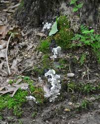 Attēlu rezultāti vaicājumam “Kretzschmaria deusta”