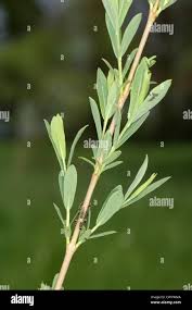 Attēlu rezultāti vaicājumam “Salix purpurea leaf”