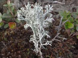Attēlu rezultāti vaicājumam “Cladonia rangiferina”