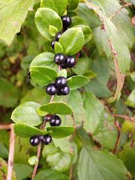 Attēlu rezultāti vaicājumam “Lonicera caprifolium fruit”