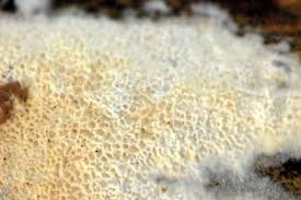 Attēlu rezultāti vaicājumam “Ceriporia”