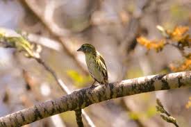 Attēlu rezultāti vaicājumam “Carduelis spinus female”