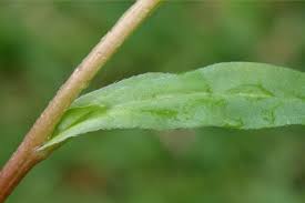 Attēlu rezultāti vaicājumam “Myosotis laxa subsp. baltica leaf”