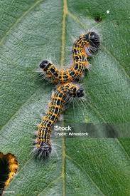 Attēlu rezultāti vaicājumam “Phalera bucephala”