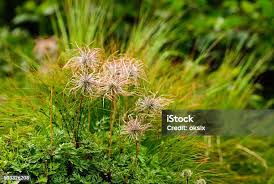 Attēlu rezultāti vaicājumam “Laserpitium latifolium flower”