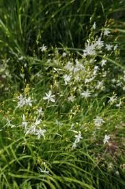 Attēlu rezultāti vaicājumam “Anthericum ramosum”