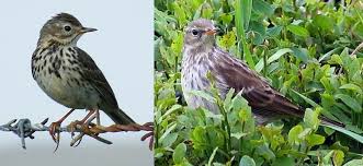 Attēlu rezultāti vaicājumam “Motacillidae”