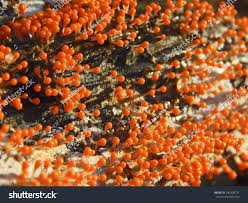 Attēlu rezultāti vaicājumam “Physarum decipiens spores”