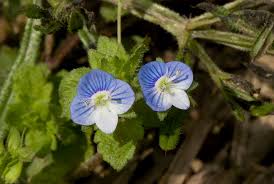 Attēlu rezultāti vaicājumam “Veronica agrestis”