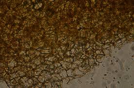 Attēlu rezultāti vaicājumam “Pachyphloeus melanoxanthus”