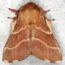 Attēlu rezultāti vaicājumam “Malacosoma neustria”