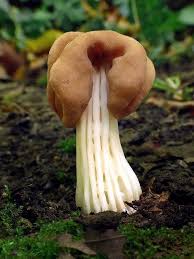 Attēlu rezultāti vaicājumam “Helvella crispa”