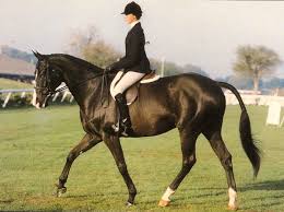 Image result for Shey Copse Riding Centre