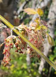 Attēlu rezultāti vaicājumam “Acer negundo female flower”