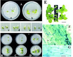 Attēlu rezultāti vaicājumam “Cribraria piriformis spores”