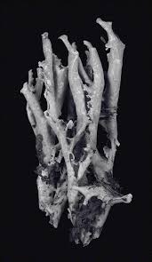 Attēlu rezultāti vaicājumam “Hypocenomyce friesii”