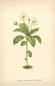 Attēlu rezultāti vaicājumam “Trientalis europaea”