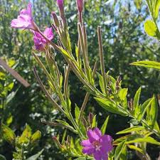 Attēlu rezultāti vaicājumam “Epilobium hirsutum leaf”
