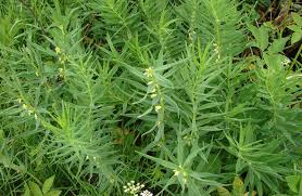 Attēlu rezultāti vaicājumam “Polygonatum verticillatum”