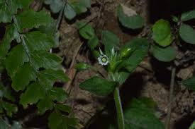 Attēlu rezultāti vaicājumam “Cerastium holosteoides leaf”
