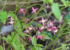 Attēlu rezultāti vaicājumam “Epimedium alpinum”