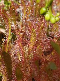 Attēlu rezultāti vaicājumam “Drosera anglica fruit”
