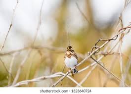 Image result for Emberiza rustica