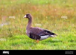 Attēlu rezultāti vaicājumam “Anser albifrons adult”